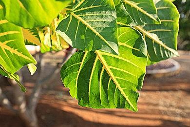 《那由多之轨迹：星之彼方》Switch版 今日正式发售